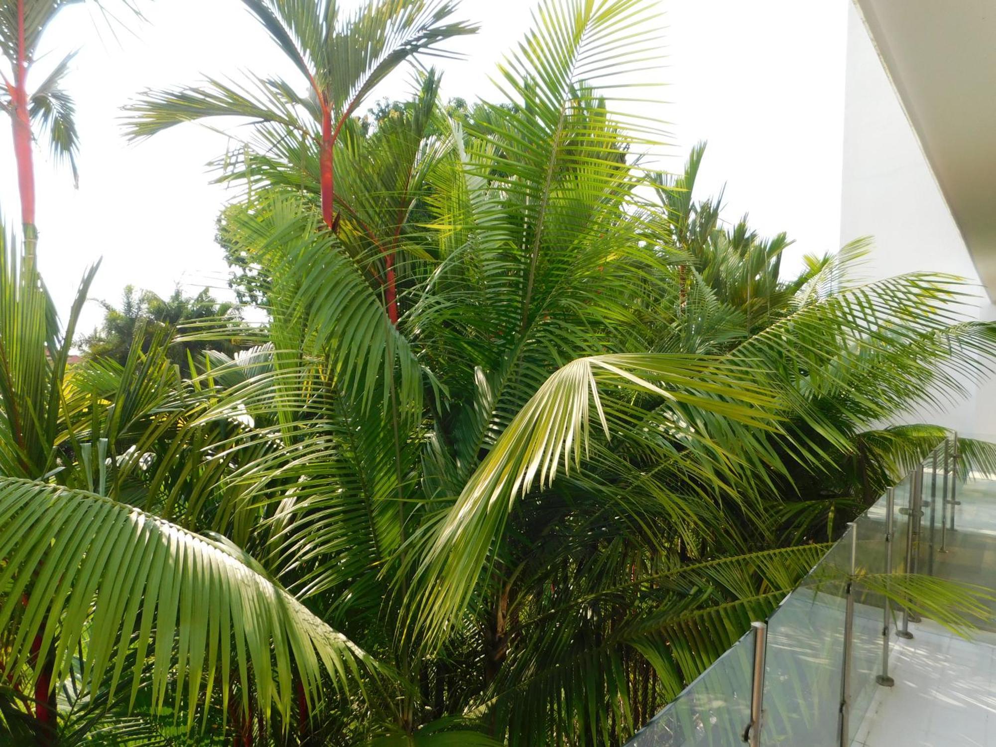 Sunset 205, Sleeps Six, Next Door To The Pool, 100M To The Beach! Jacó Extérieur photo